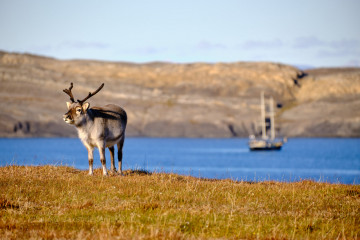 Die arktische Tierwelt entdecken