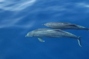 WILDLIFE scottish dolphins 560x520